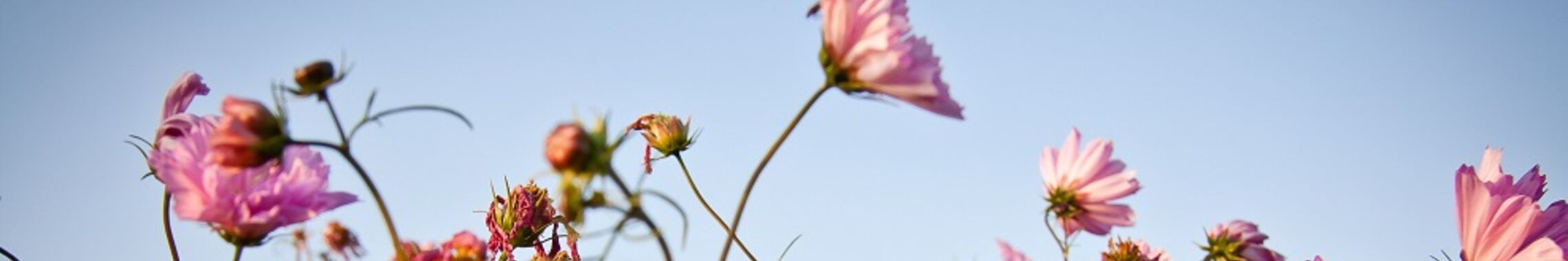 fruehling